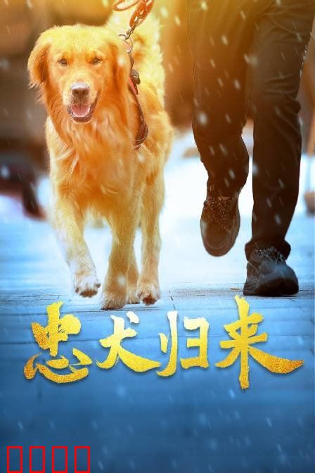 忠犬归来：十年等待
