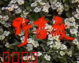 野蔷薇：绽放的复仇